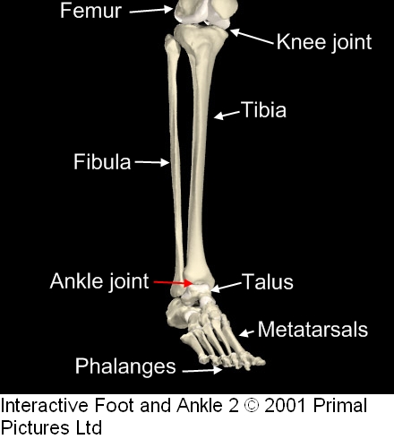 foot,_ankle_and_knee