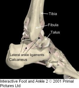 Ligaments of lateral ankle joint