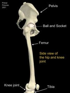 hip joint anatomy