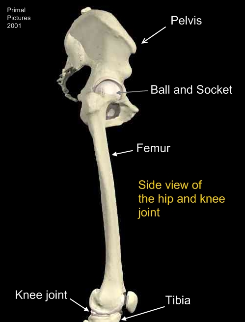 sideviewhipand_knee